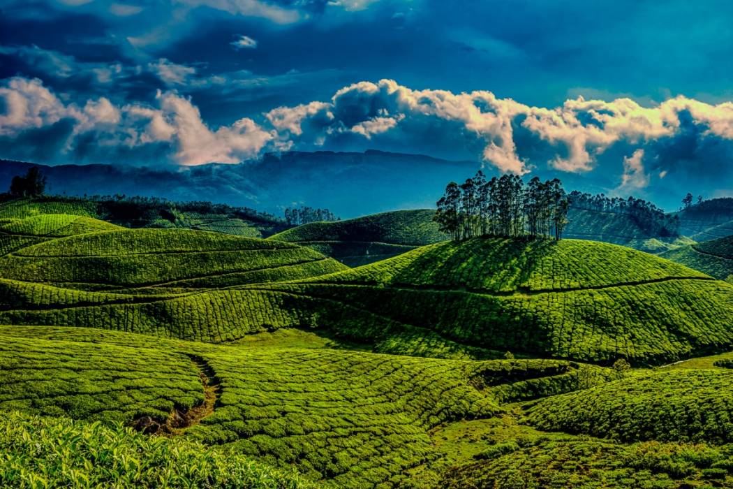 Munnar Thekkady Alleppey Kumarakam Tour From Cochin